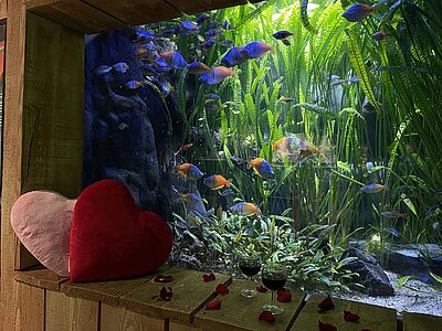 Saint Valentin à l'Aquarium