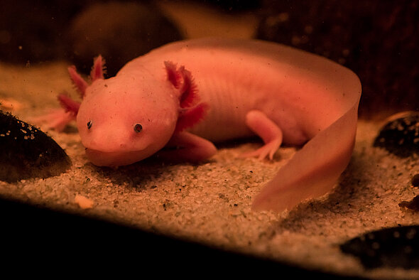 Axolotl