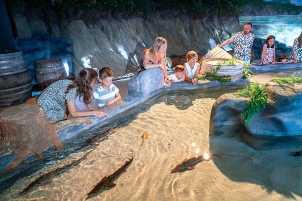 Visuel aquarium requin